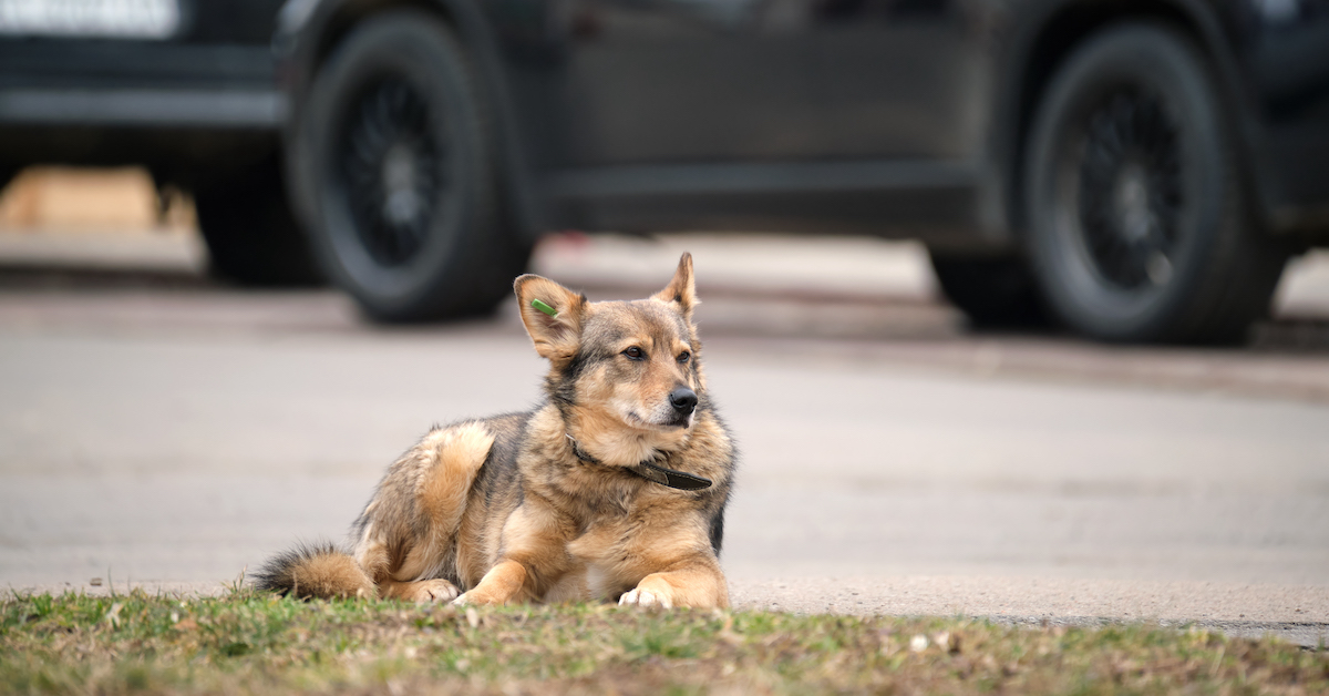 What to Do If Your Microchipped Pet Is Lost